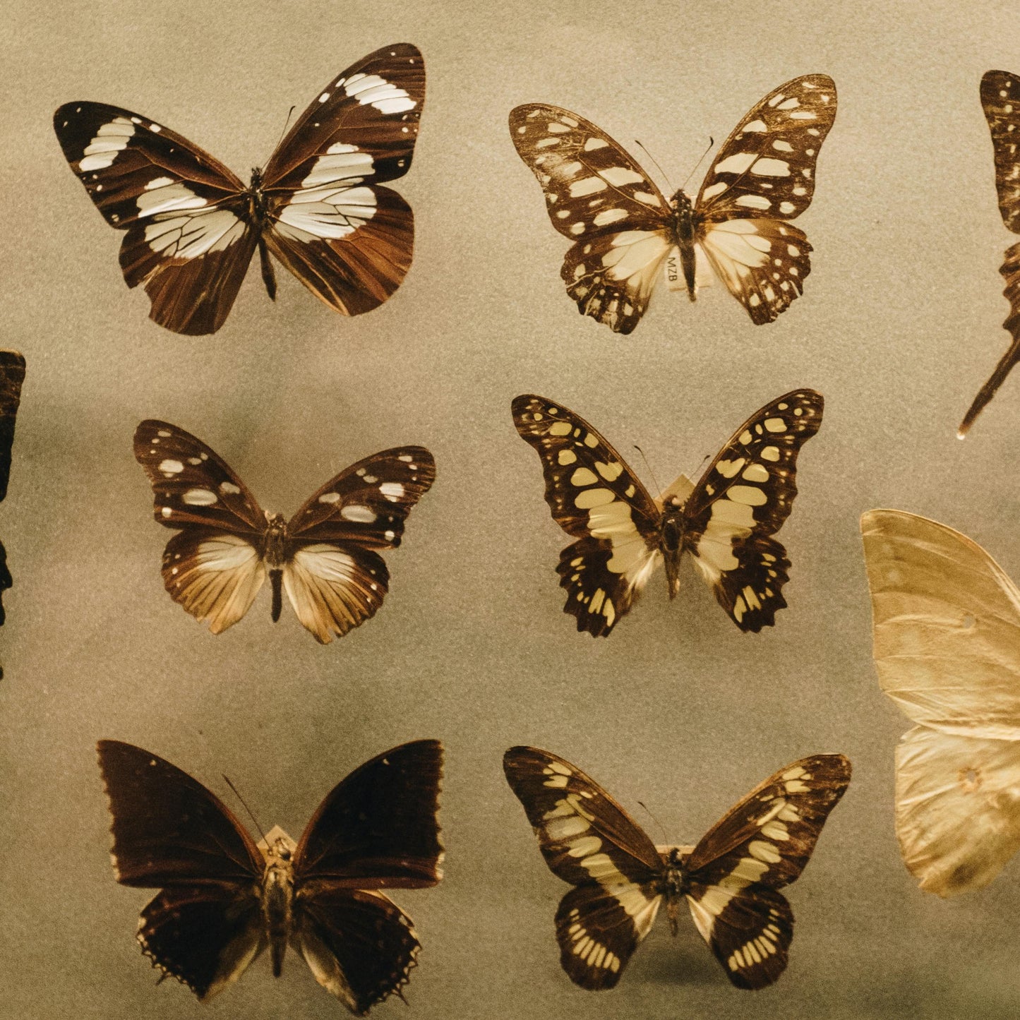 Warm event scene for wedding and ceremony use